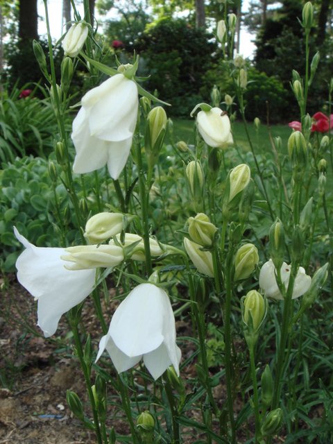 Campanula persicifolia 'Alba' fleur